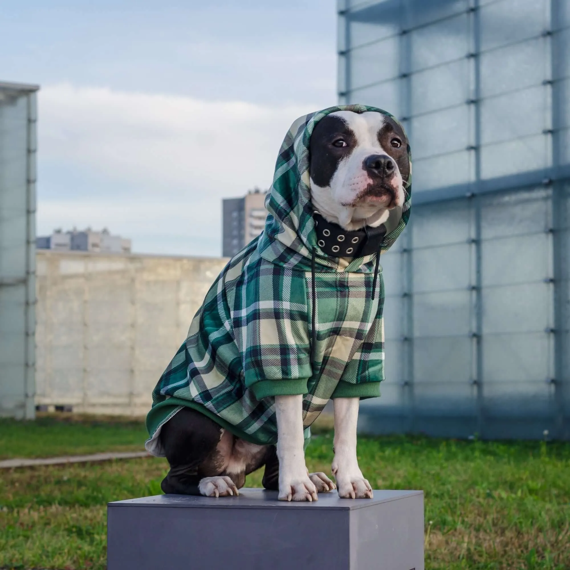 Plaid Dog Hoodies